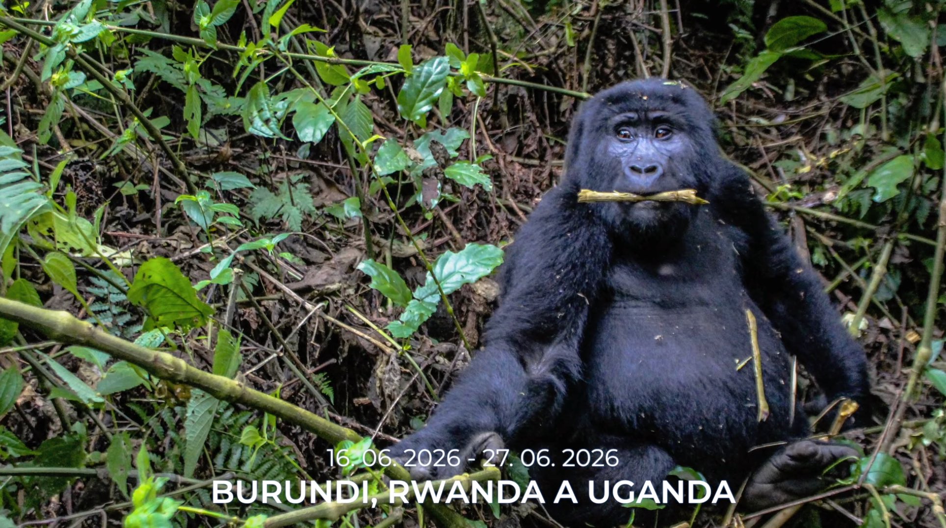 Chceš jet na dovolenou a zároveň pomáhat?