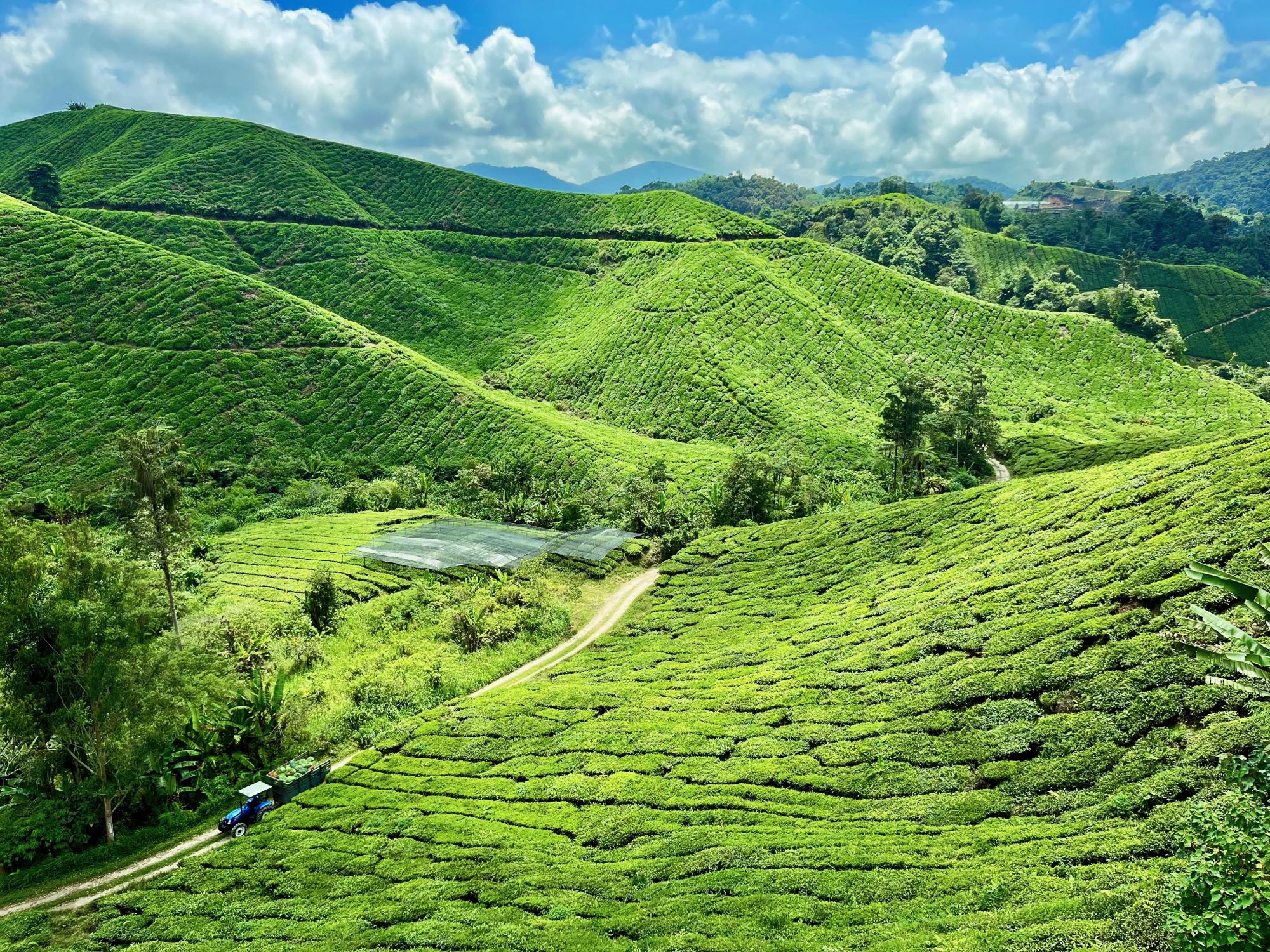 MALAJSIE - Cameron Highlands