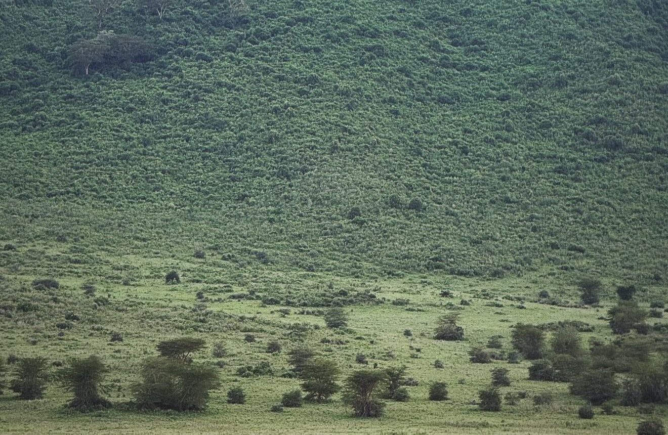 Ngorongoro