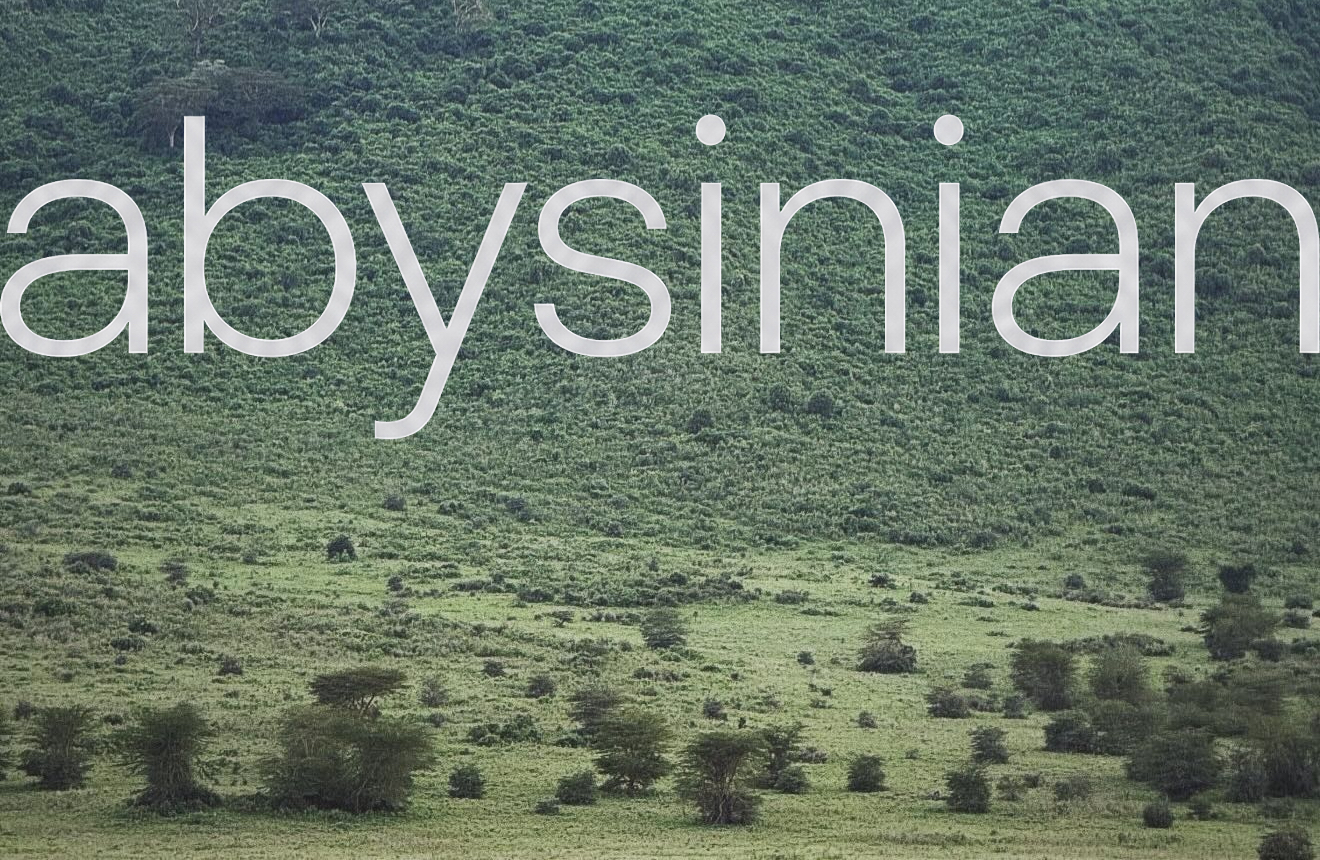 abysinian