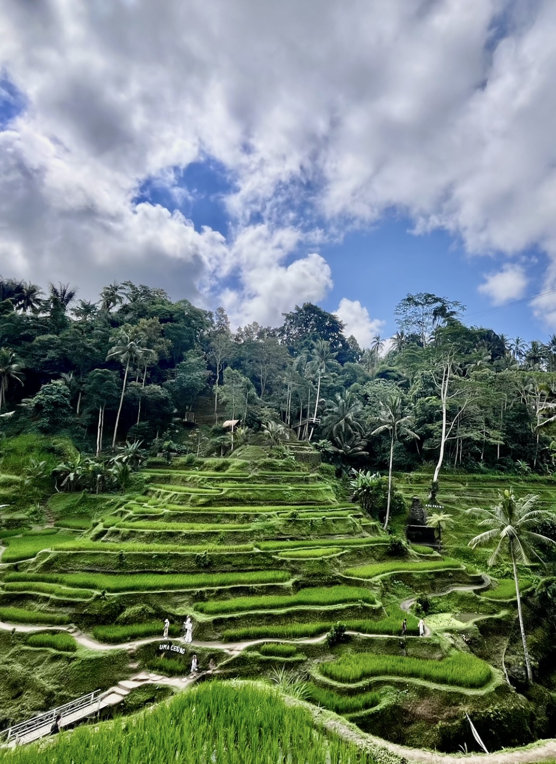 SUBAK - živé dědictví, oblast Tegallalang Bali