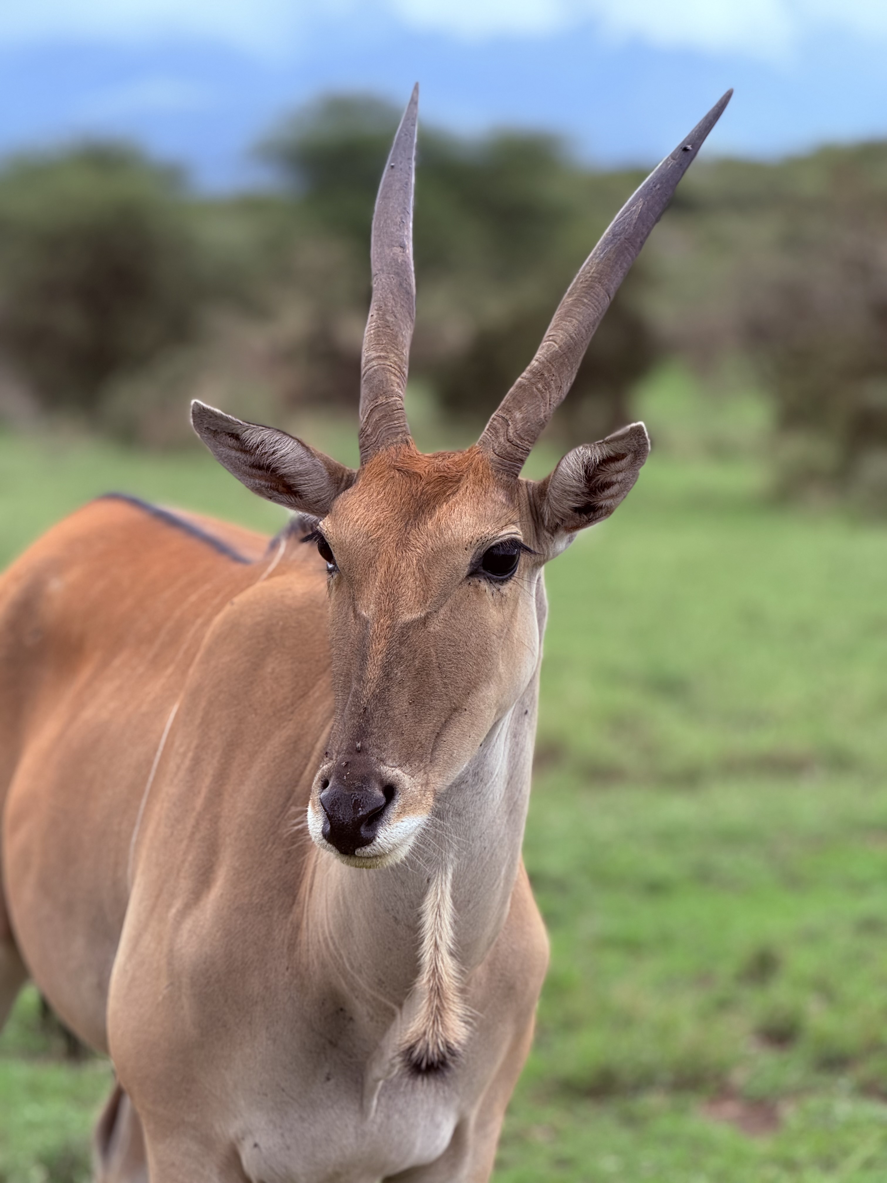 impala-serval-wild-life-afrika