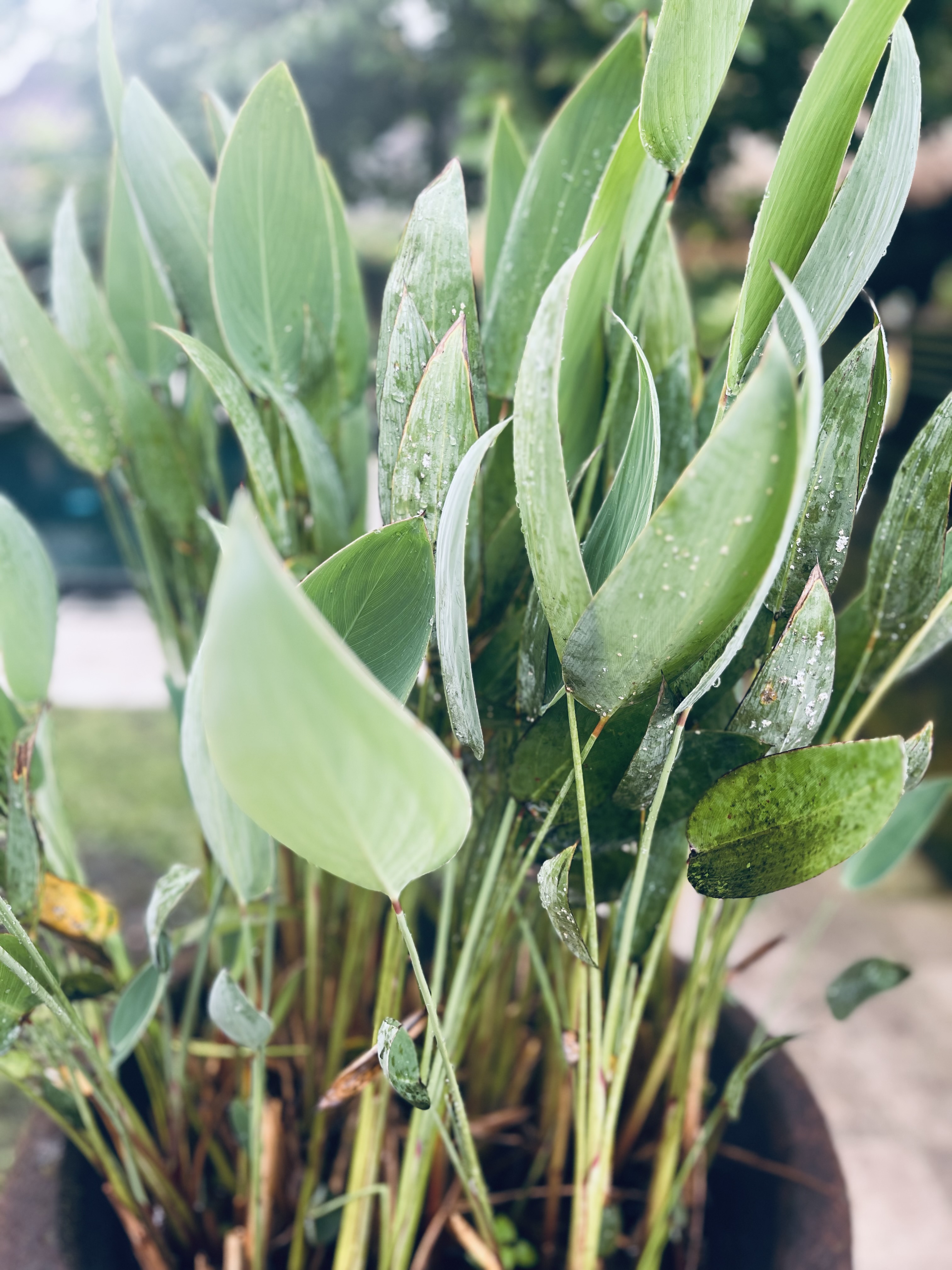 bali-rostliny-vegetace-klima