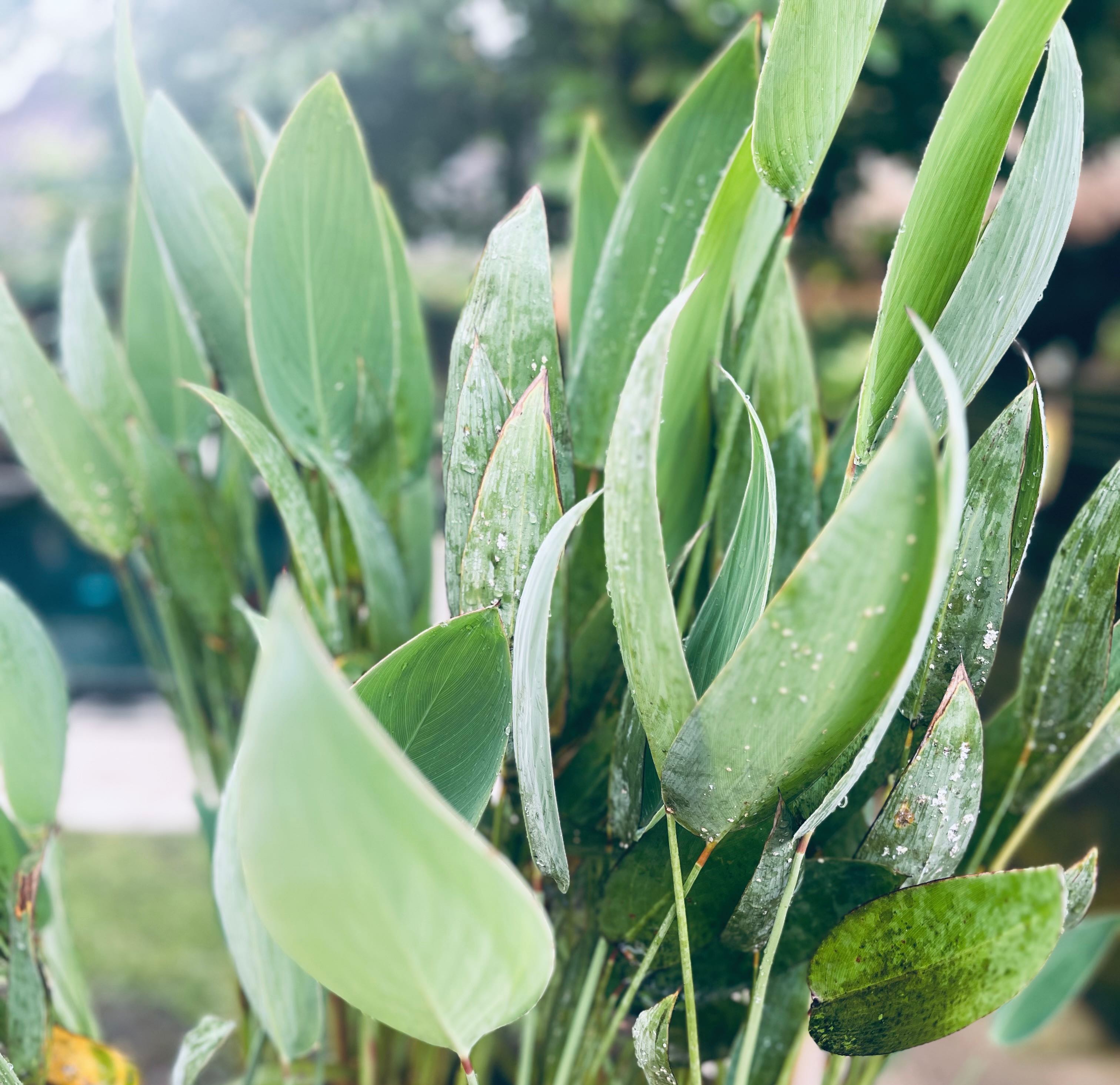 bali-rostliny-vegetace-klima_1