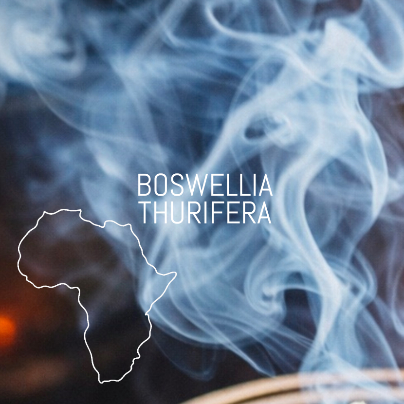 BOSWELLIA3-VYKUROVADLO-VONNE-TYCINKY