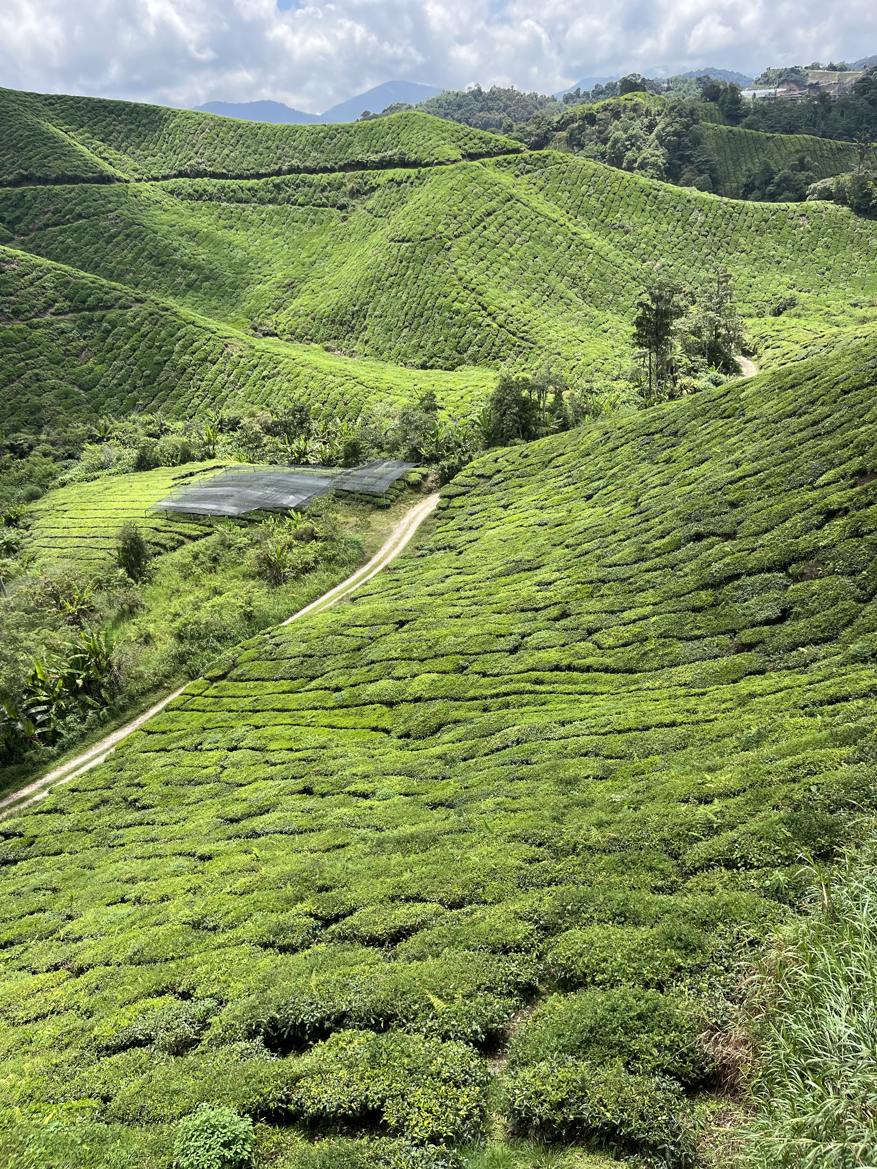 MALAJSIA-CAMMERON-HIGHLANDS-CAJOVE-PLANTAZE