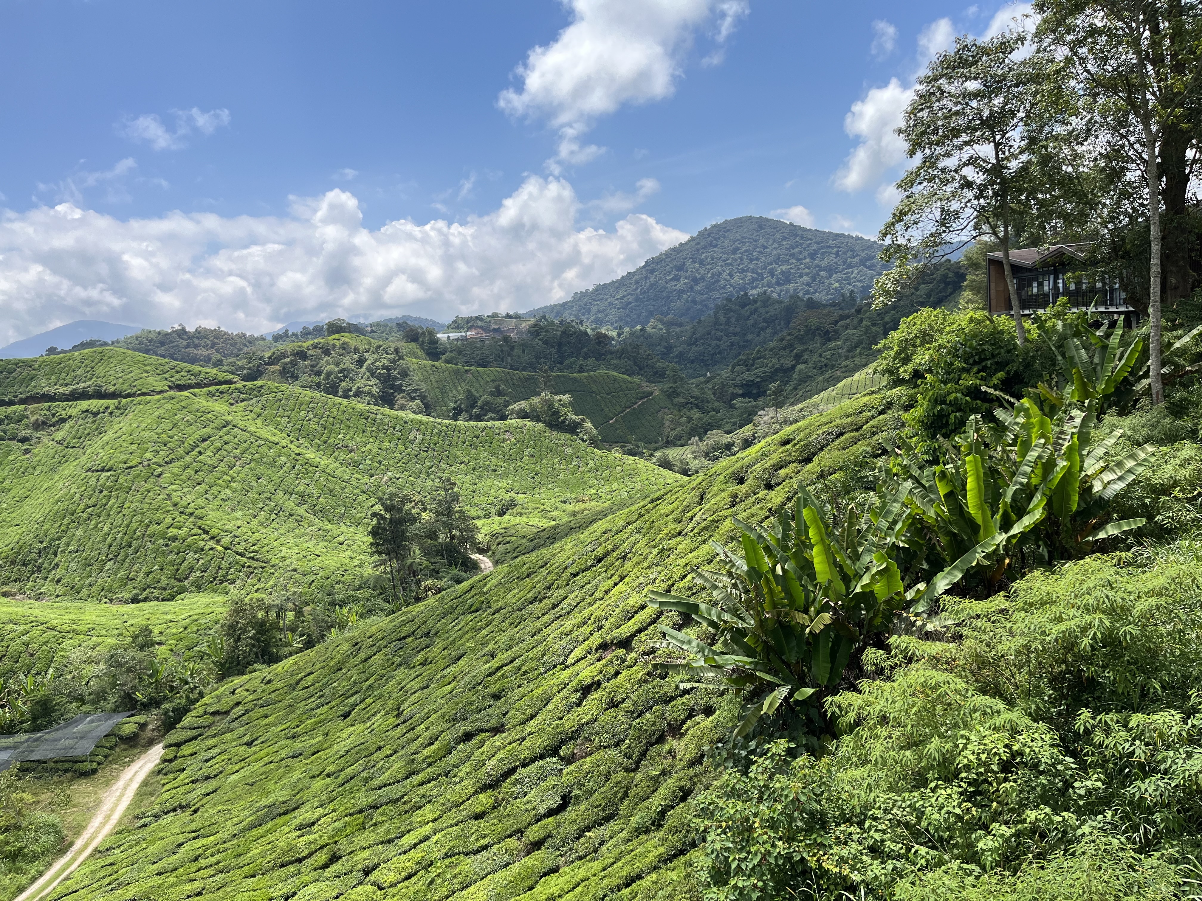 MALAJSIA-CAMMERON-HIGHLANDS-CAJOVE-PLANTAZE11