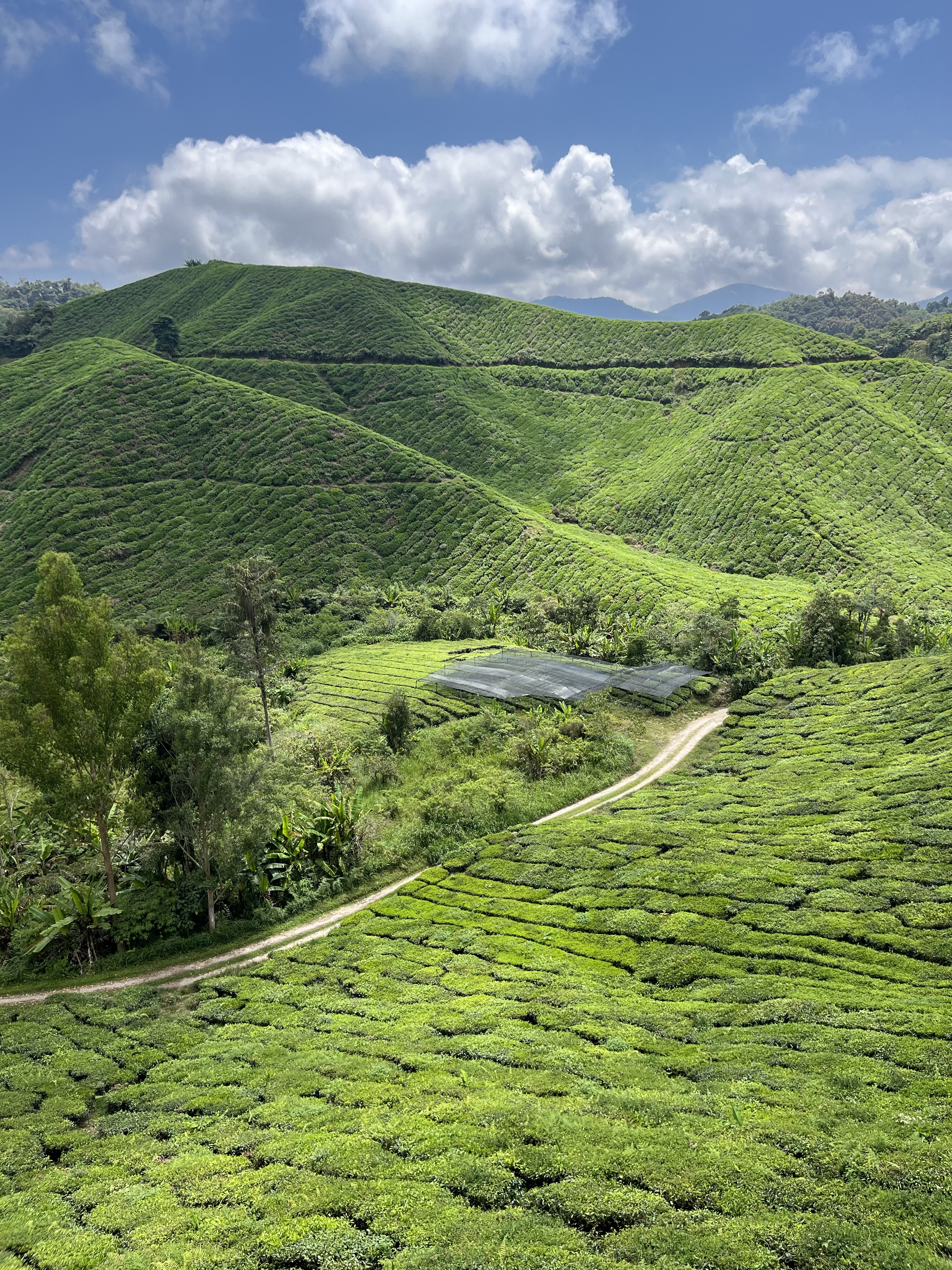 MALAJSIA-CAMMERON-HIGHLANDS-CAJOVE-PLANTAZE2