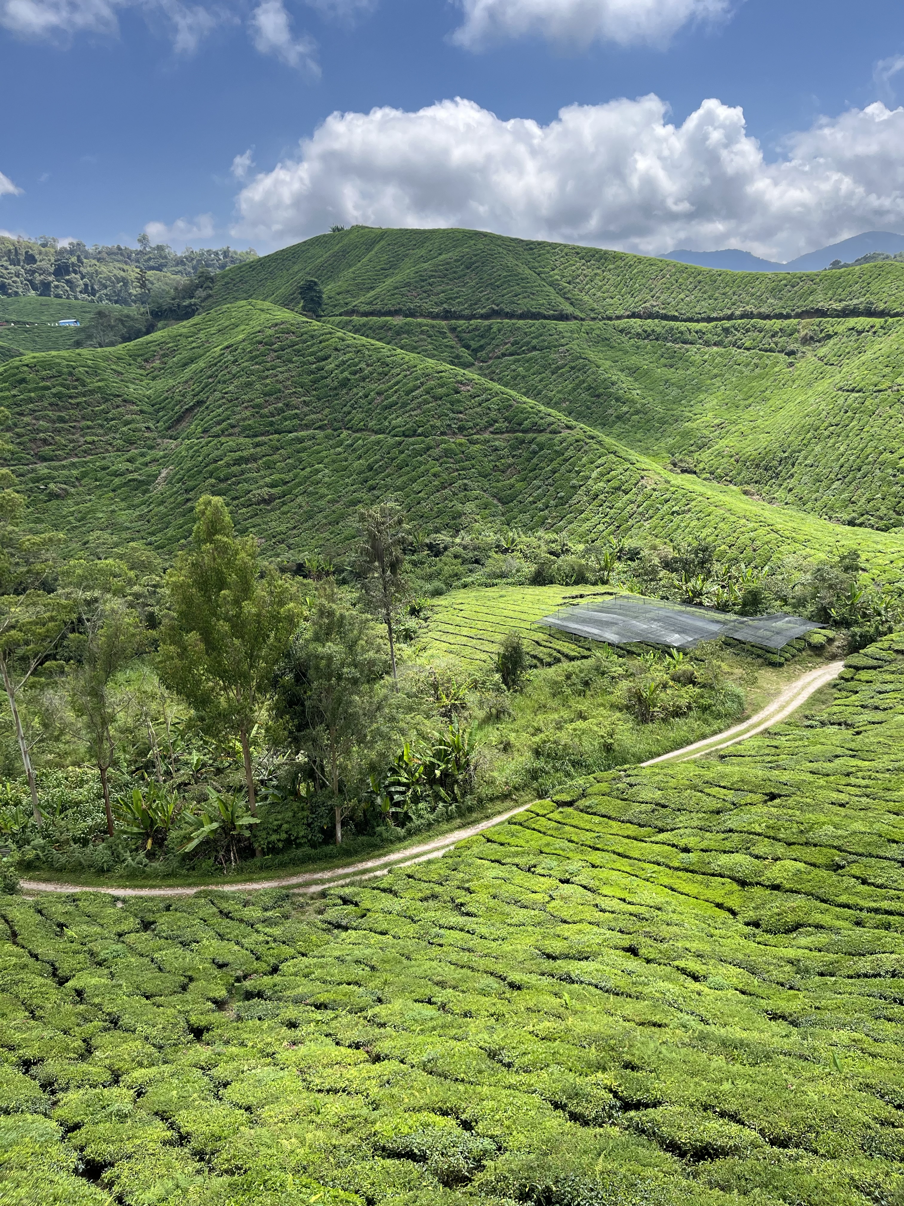 MALAJSIA-CAMMERON-HIGHLANDS-CAJOVE-PLANTAZE3