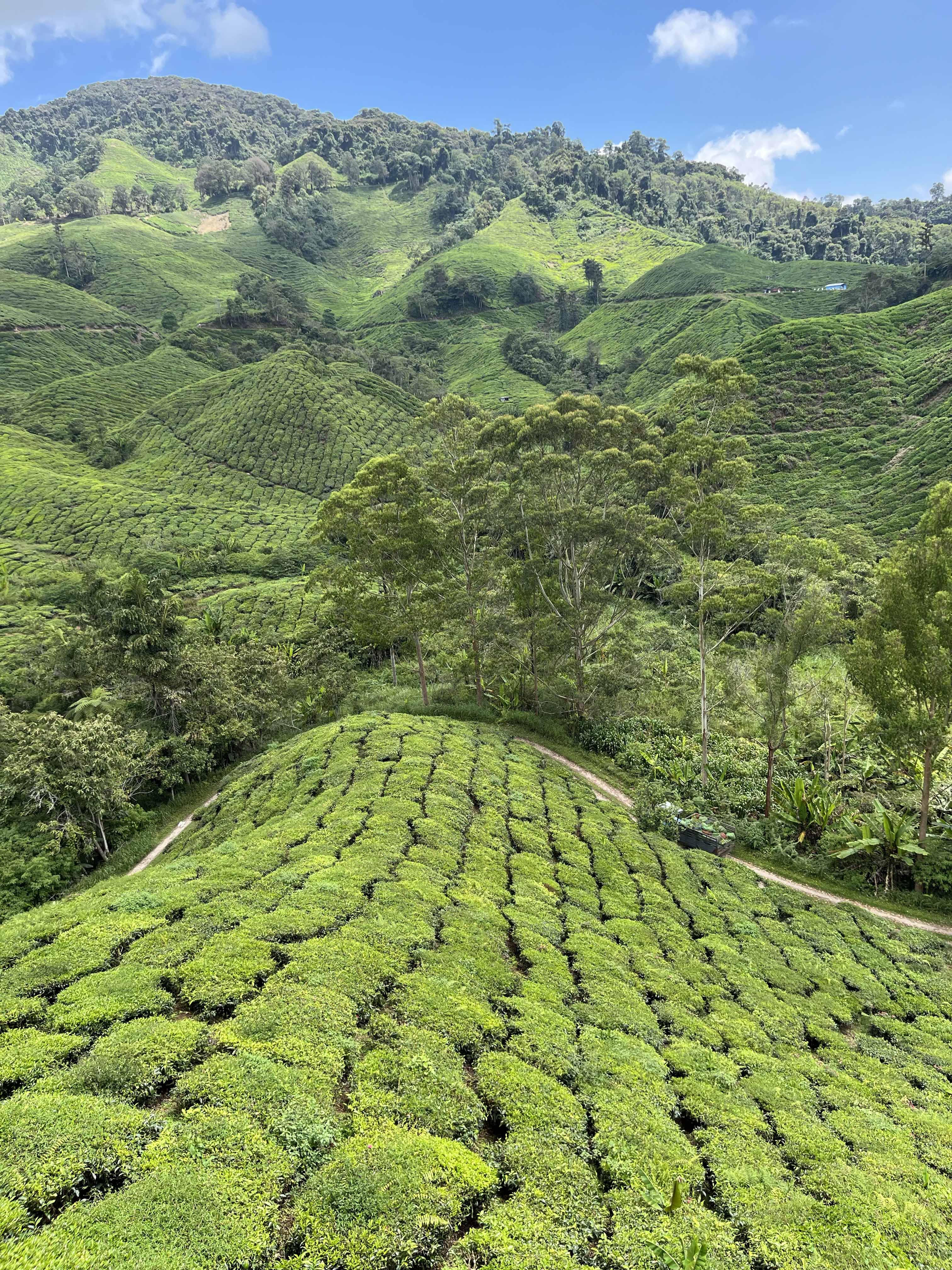 MALAJSIA-CAMMERON-HIGHLANDS-CAJOVE-PLANTAZE4