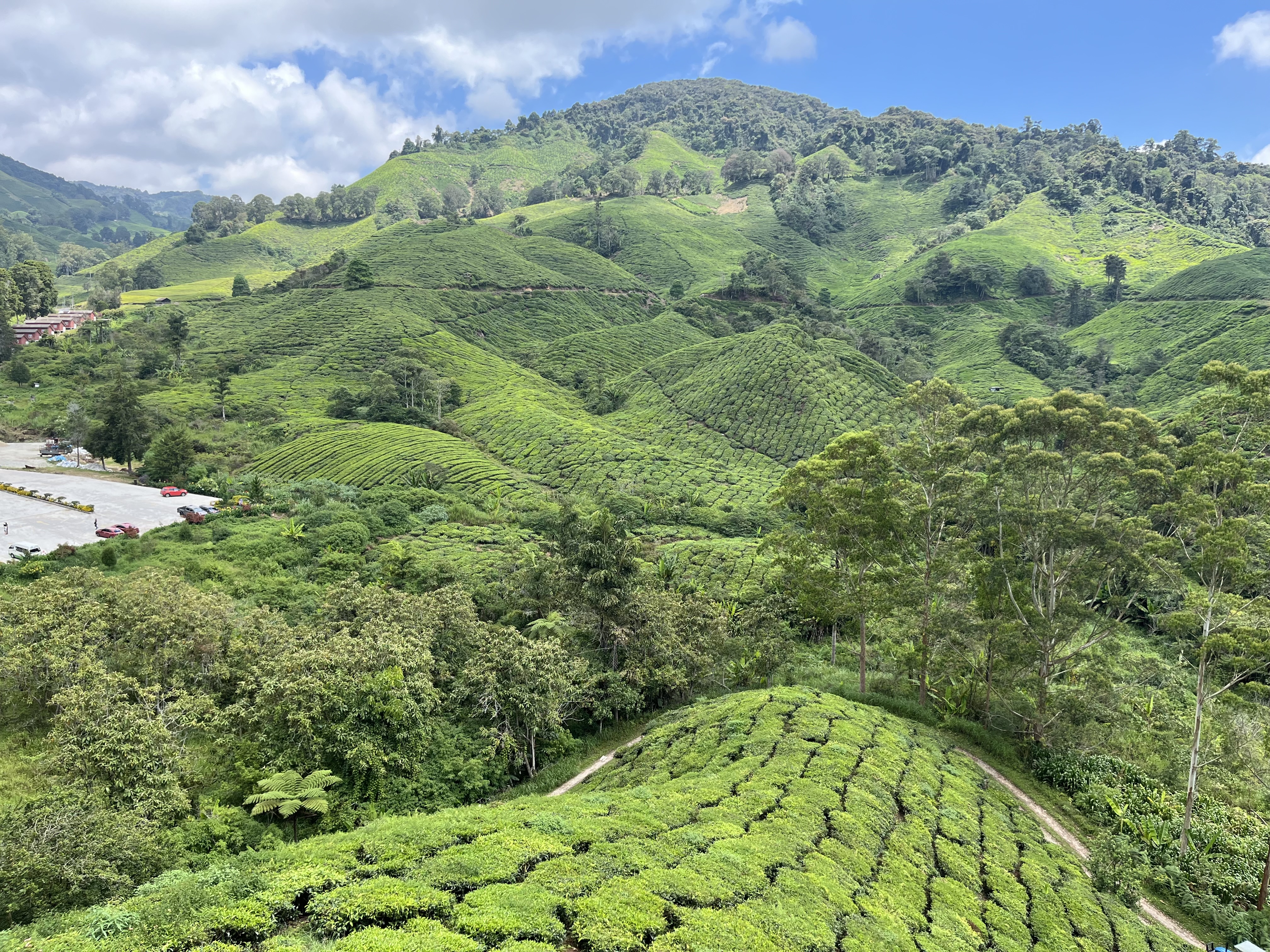 MALAJSIA-CAMMERON-HIGHLANDS-CAJOVE-PLANTAZE5
