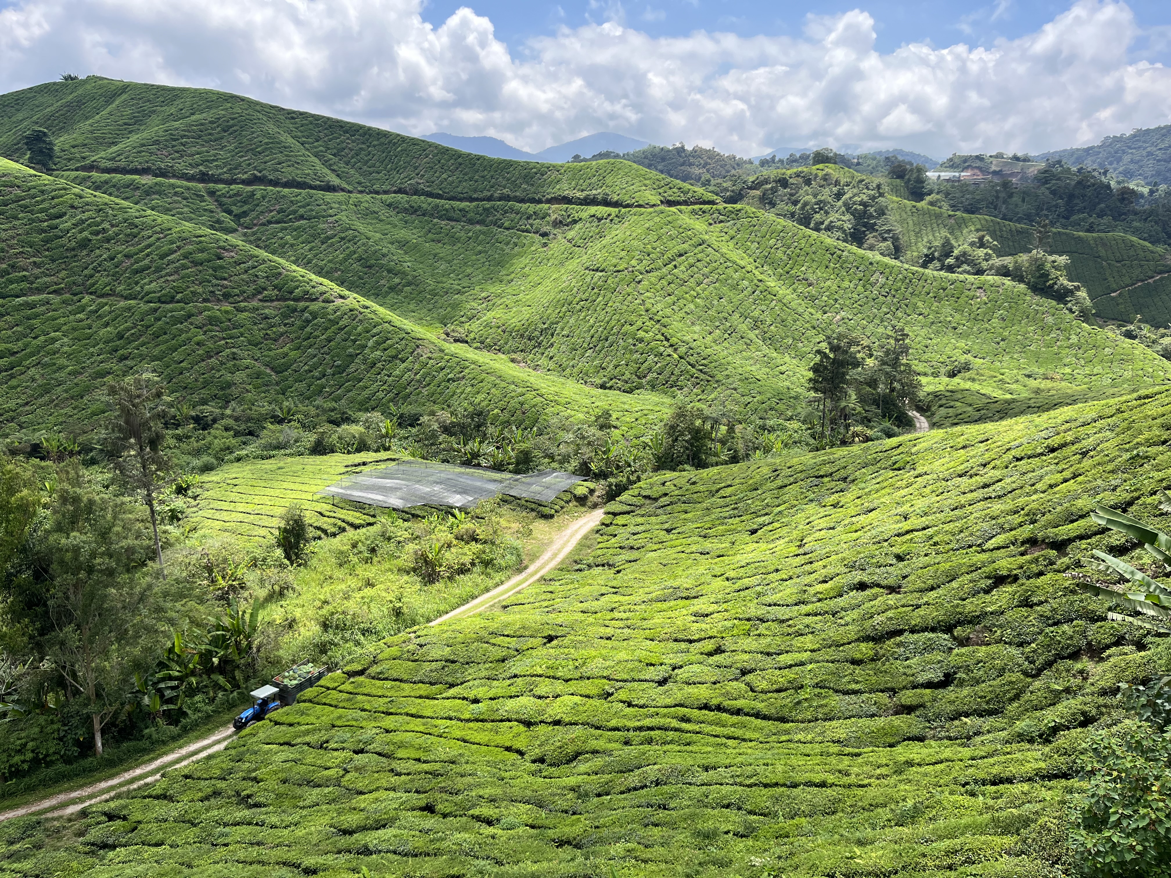 MALAJSIA-CAMMERON-HIGHLANDS-CAJOVE-PLANTAZE7