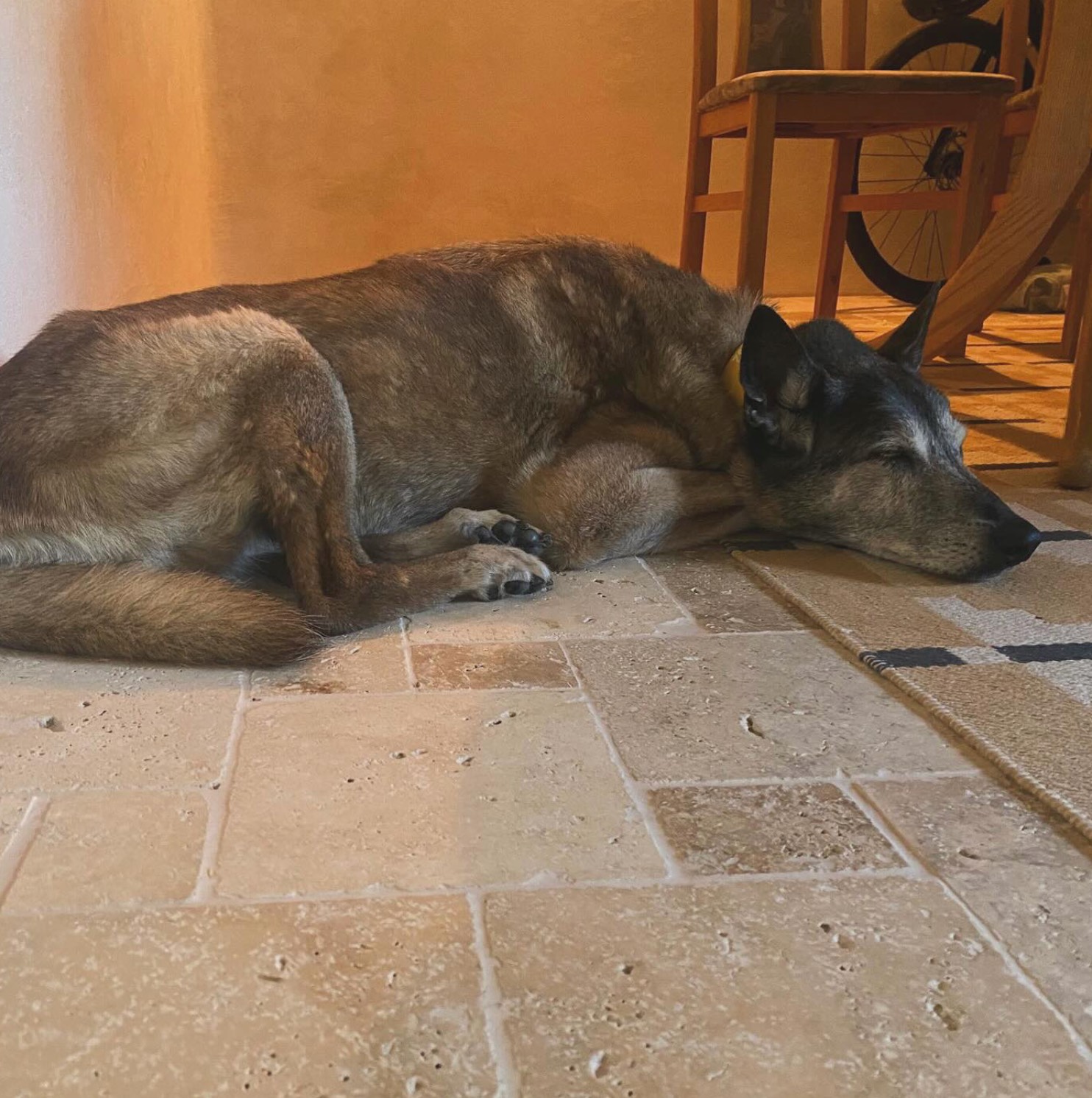 NASI-HOSTE-V-CHALUPE