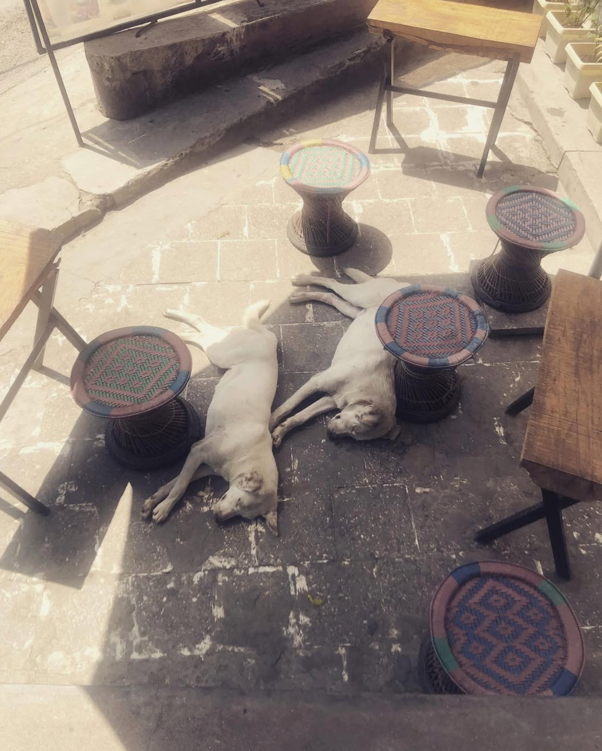 psi-v-ktm-nepal-dovolena-trip