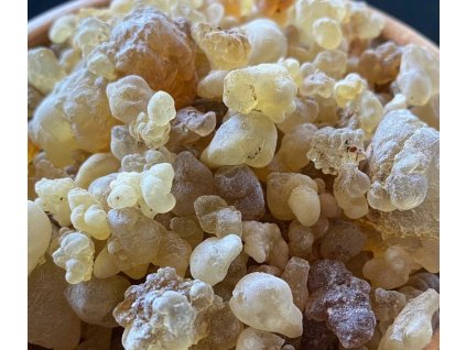 boswellia thurifera 2