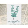 Art print: eukalyptus