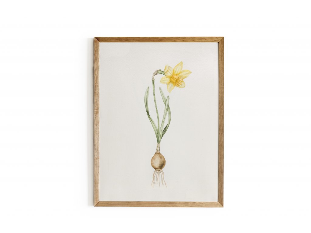1746_narcis-zluty