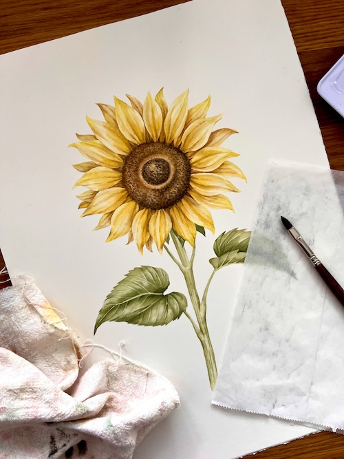 Vaše oblíbená slunečnice – akvarelová ilustrace