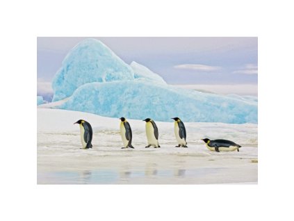 Obraz Penguins 120 x 80 cm, vícebarevná (Barva barevná)