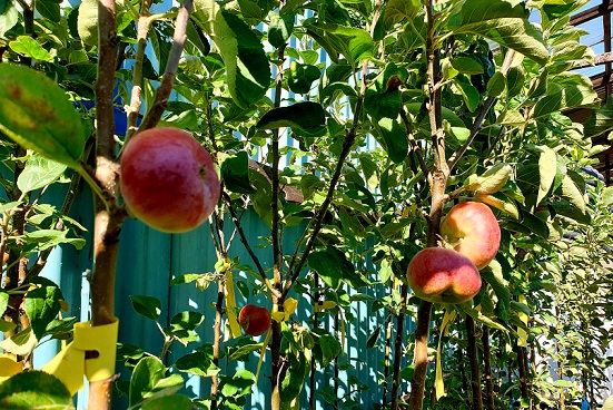 Ovocnaření ve městě = ovocné sloupovité stromky