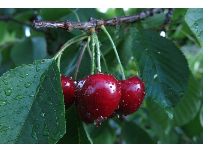cherries 7274404 1280