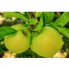 apples 3672082 1280