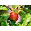 apple 1644393 1280