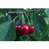 cherries 7274404 1280