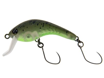 rush bell 40 347m kokedama