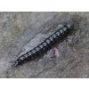 Gumová nástraha Slight Worm 38 - 040 Black (Sýr) 3,8cm 15ks