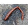 Gumová nástraha Dying Worm 80 - 038 Brown (Krill) 8cm 12ks