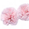 Mydlový kvet karafiát, ružový