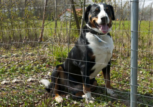 Lesnické pletivo pro dotace