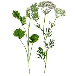 Bedrovník anízový