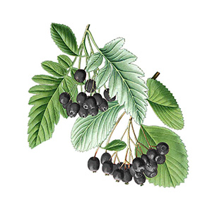 Arónia čiernoplodá