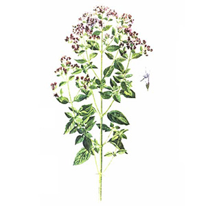 Pamajorán obyčajný