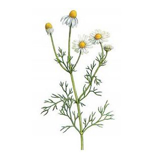 Rumanček kamilkový