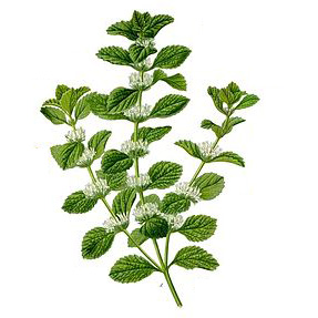 Jablčník obyčajný