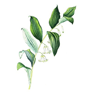 Kokorík mnohokvetý