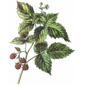 Ostružina malinová