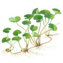 Pupkovník ázijský (Gotu kola)