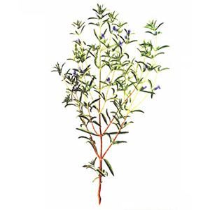 Saturejka záhradná