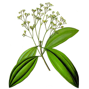 Škoricovník čínsky