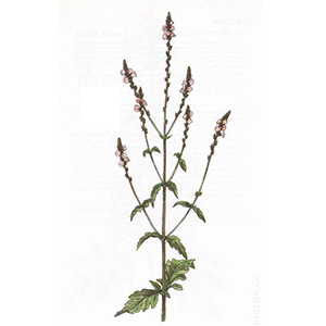 Železník lekársky