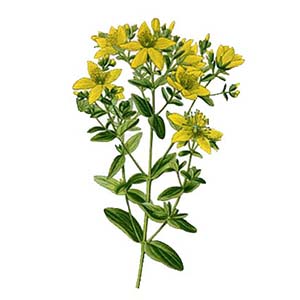 Ľubovník bodkovaný