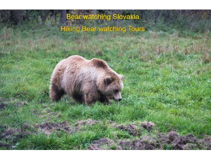 Bear watching Carpatians