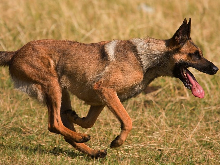 Ako zistíte, aké živiny chýbajú vášmu psovi?