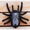 RC távirányítható tarantula pók
