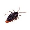 eng ps Remote controlled Cockroach Giant pilot RC0472 14422 5