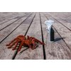 RC TARANTULA NA DIAĽKOVÉ OVLÁDANIE (19 of 19)